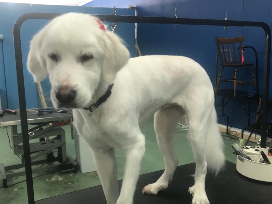 This image has an empty alt attribute; its file name is pyrenees2.jpg